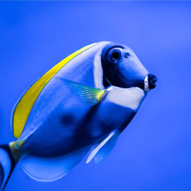 PetCon 2025 - Puppy_Atlas_Aqua_Fish_Exhibtion